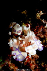 small guy, harleqinshrimp, meet during a nightdive on the... by Harald Schottner 